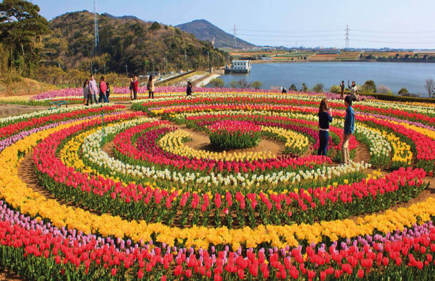 Tulip Garden