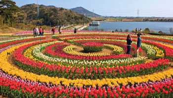 Tulip Garden